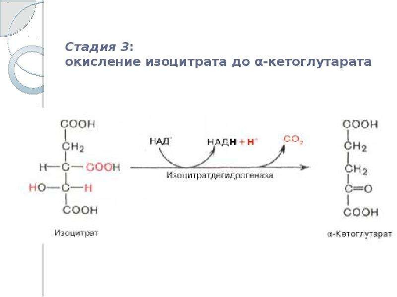 Схема цпэ для изоцитрата