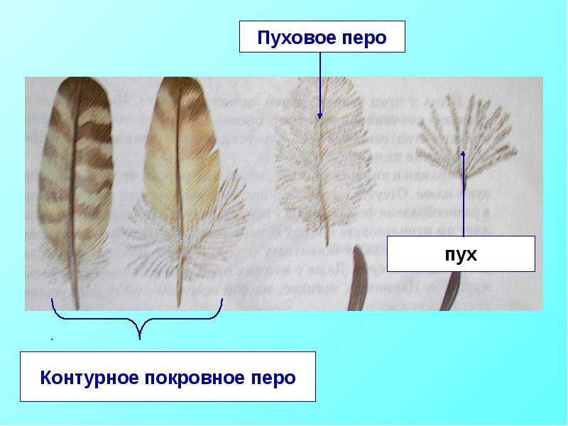 Рисунок пухового пера