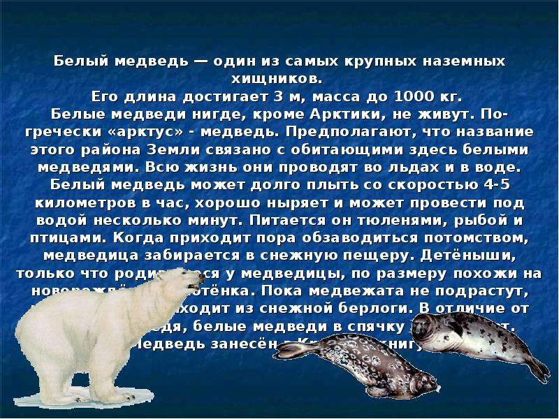 Какая скорость у медведя км ч. Белый медведь информац. Доклад о белом медведе из красной книги. Белый медведь описание. Краснокнижные обитатели Арктики.