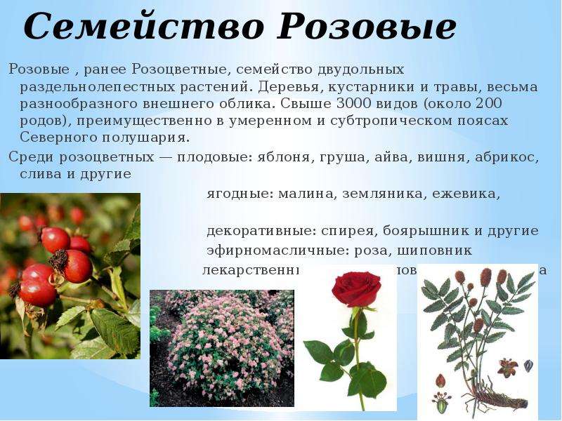 Семейства розоцветные картинки