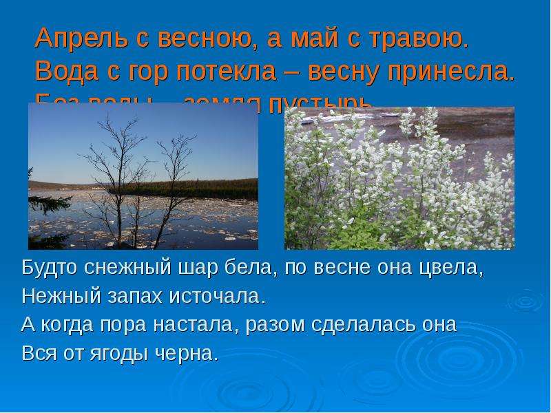 Рощи да всему краса. Апрель с водой май с травой. Будто снежный шар бела по весне. Будто снежный шар бела по весне она цвела нежный запах источала.