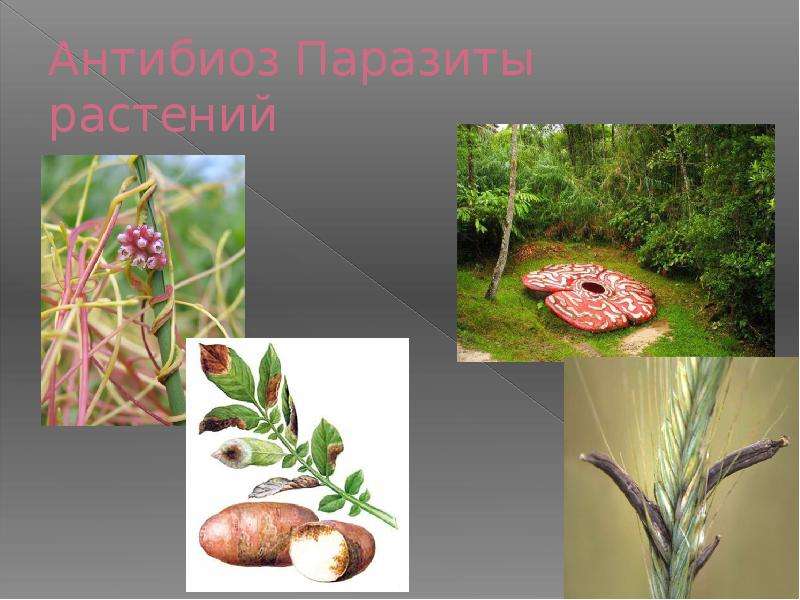 Распределите предложенные растения по группам растения паразиты. Растения паразиты. Растения паразиты примеры. Антибиоз растений. Организмы паразиты растения.