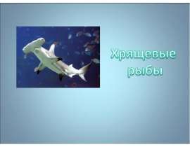 Хрящевые рыбы - презентация к уроку Окружающий мир