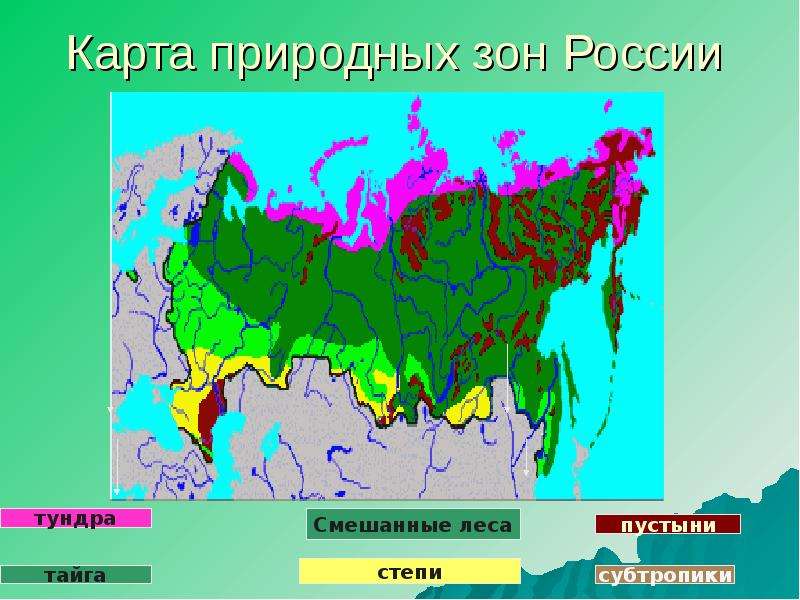 Леса россии 4 класс школа россии презентация окружающий мир плешаков