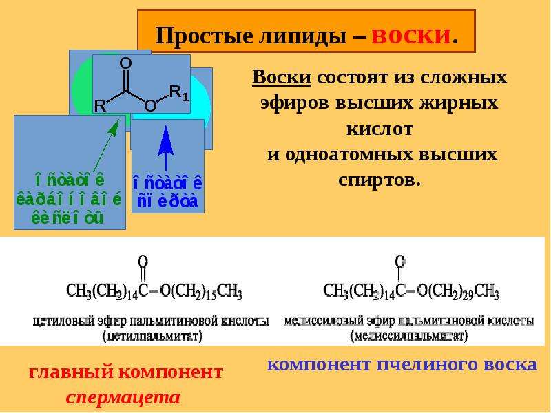 Воск строение. Функция воска липиды. Строение простых и сложных липидов. Простые омыляемые липиды воска. Воски строение.