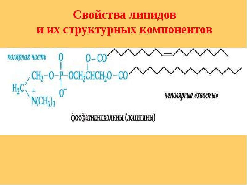 Презентация на тему липиды по химии