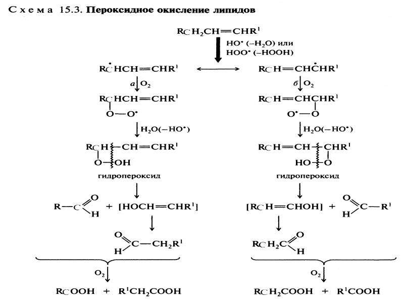 Липиды окисляются в процессе. Пероксидное окисление липидов. Бета окисление липидов. Бетта окисление липидов. Пероксидную группу содержат соединения.