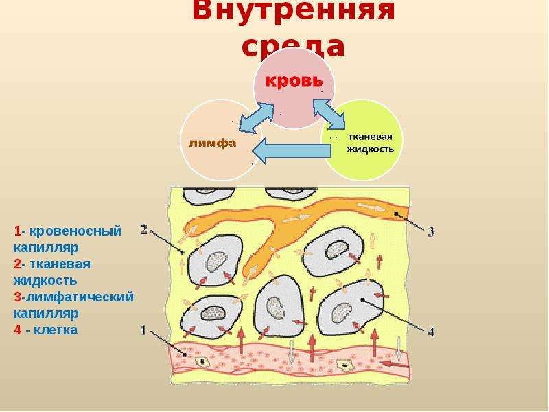 Выберите функцию тканевой жидкости рассмотрите схему внутренней среды организма