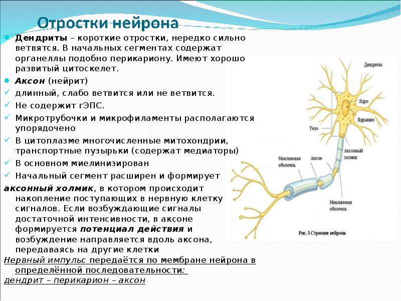 Нервные узлы и нейрон. Нервная ткань дендрит строение. Аксон двигательного нейрона функции. Строение аксона нейрона функции. Строение нейрона тело Аксон дендрит.