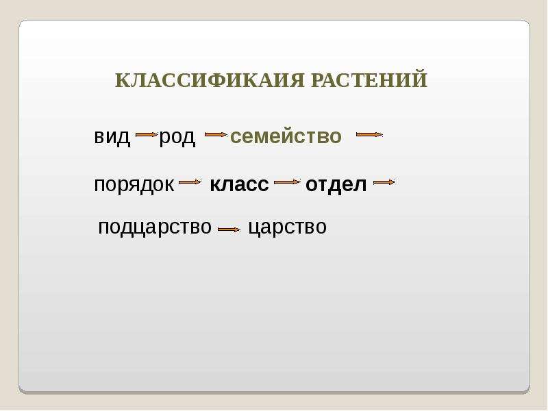 Вид семейство род класс отдел