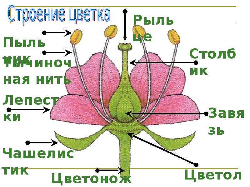 Цветок это орган. Генеративные части цветка. Генеративные органы цветка. Цветок вегетативный орган или генеративный. Генеративный орган цветок имеется у.