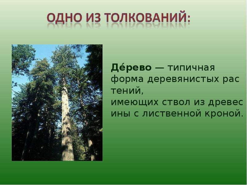 Есть слово дерев. Типичная форма деревянистых растений,имеющих ствол. Толкование слова дерево. Дерево слов. Слова на тему деревья.