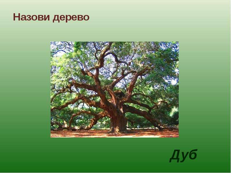 Слово дерево. Дерево для презентации. Проект про дуб. Дерево зовет. Дерево слов.