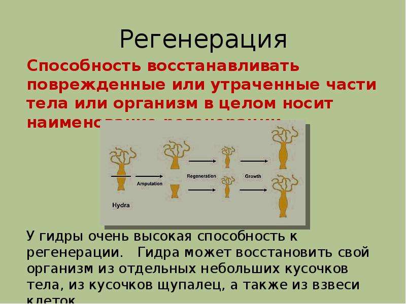 Регенерация у человека презентация