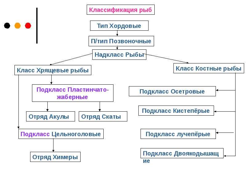 Тип хордовые схема