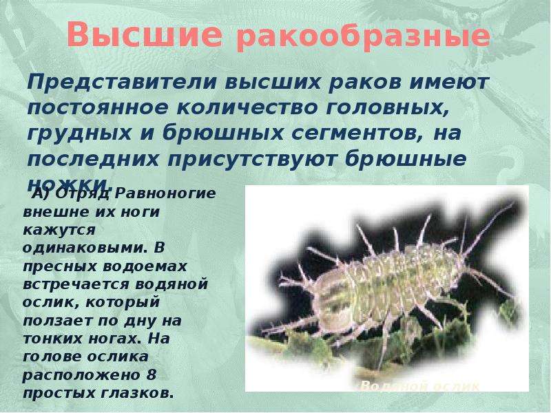 Характеристика класса ракообразные