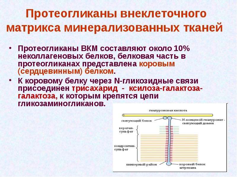 Внеклеточная жидкость это