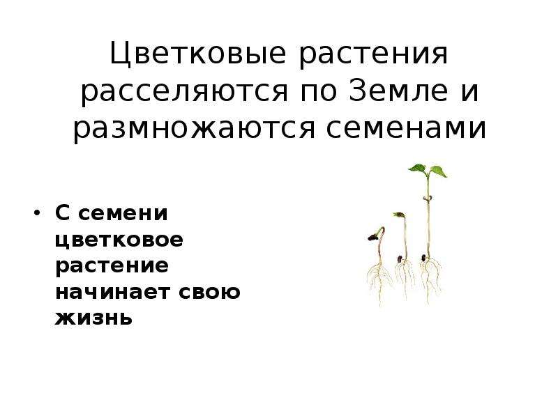 Семенами размножаются. Группы растений размножаются семенами. Как размножаются цветковые растения. Растения размножающиеся семенами. Цветковые растения, размножение семенами.