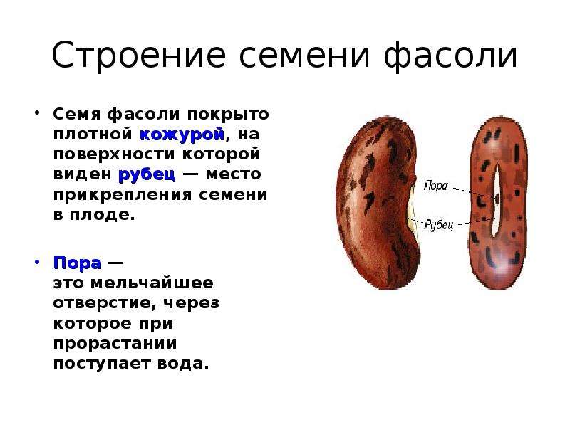 Каково строение фасоли. Внешнее строение и состав семян 6 класс. Строение семени фасоли 6 класс биология. Строение семени фасоли. Семена фасоли строение.