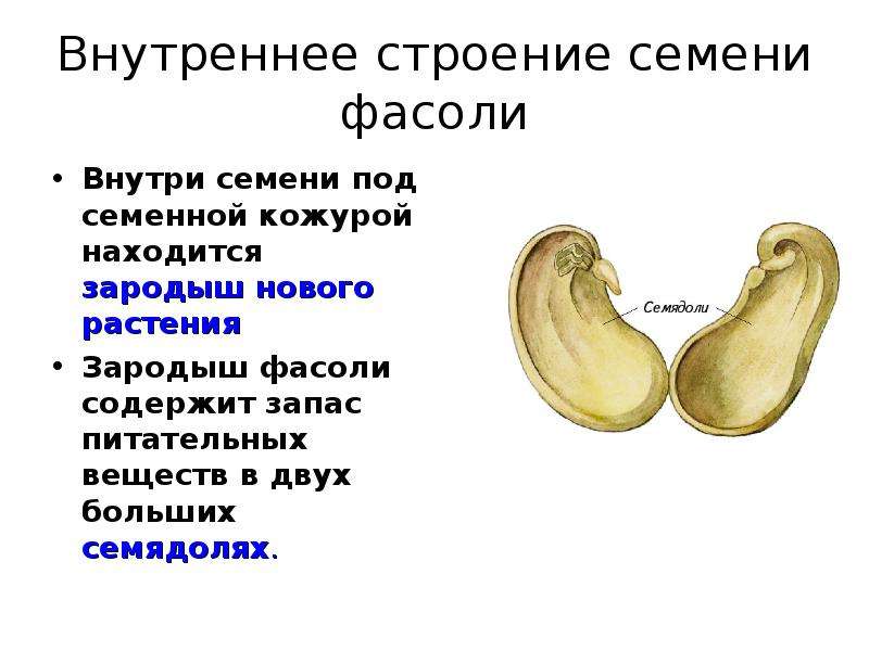 Презентация по биологии 6 класс строение семян