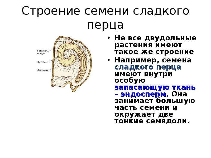 Строение семени 6 класс биология таблица. Строение семени 6 класс биология. Строение семян презентация. Внешнее и внутреннее строение семени. Строение семян 6 класс.