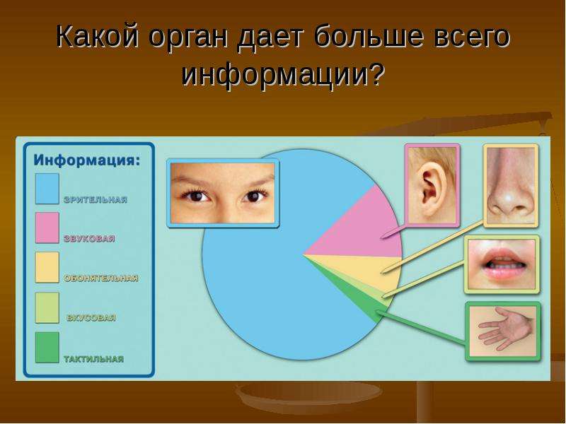 Орган который дает. Какой орган дает нам больше всего информации. На каком органе появляется. Какой орган растет всю жизнь. Какой орган чувств лучше всего развит усов.