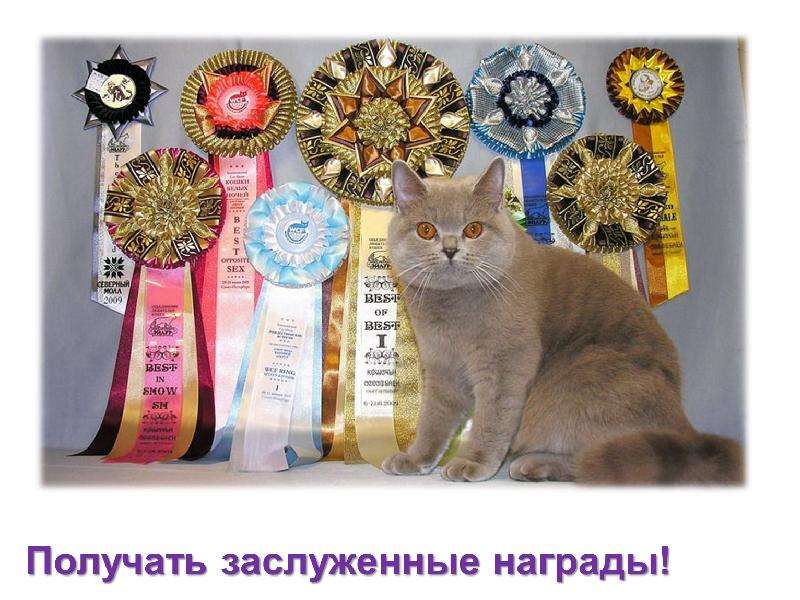 Award для кошек. Награды кошек на выставке. Кот с медалью. Награды для кошек. Медали на выставке кошек.