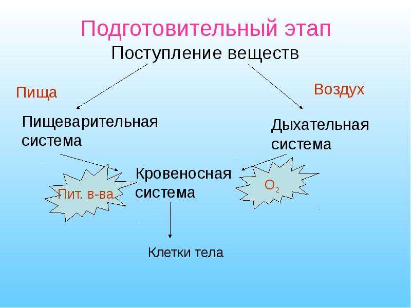 Прием вещества. Поступление веществ и энергии. Подготовительная стадия обмена веществ в органах дыхания. Дыхательная и пищеварительная система клетки. Этапы поступления пищи.