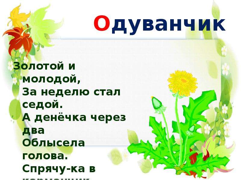 Слова букв одуванчик. Загадка про одуванчик. Загадка про одуванчик для детей. Загадка про одуванчик для дошкольников. Стих про одуванчик для дошкольников.