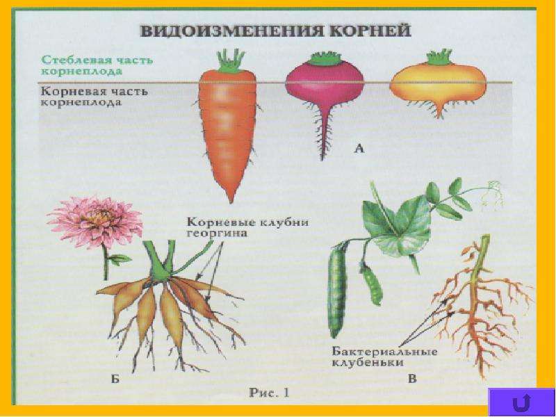 Что относится к видоизмененным корням биология 6. Видоизменения корневой системы растений.