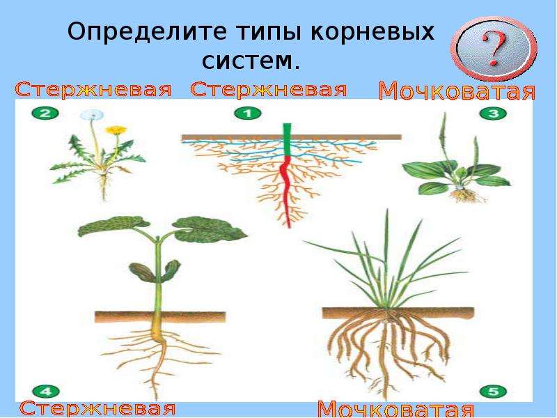 Корни одного растения называют корневой системой