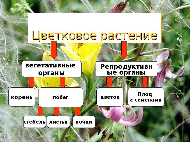 Органы цветковых растений класс. Первые цветковые растения. Основные органы цветкового растения. Органы цветкового растения система корней и. Органы цветковых растений таблица.