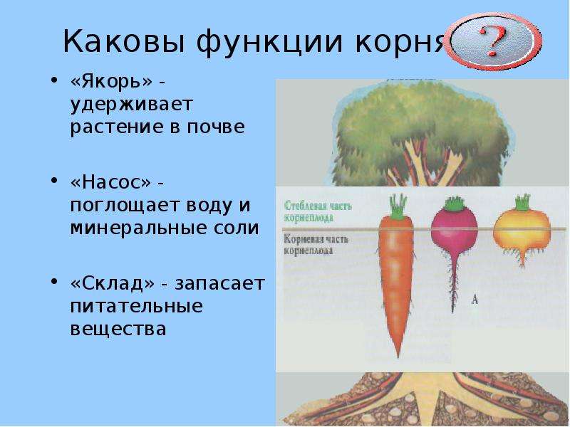Функция органа корень. Функции корнеплода. Функции корня. Функции корня растений. Корнеплод функции и растения.