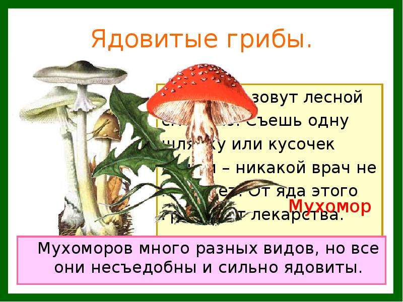 Окружающий мир 2 класс учебник лесные опасности. Ядовитые растения и грибы. Сообщение о лесных опасностях. Ядовитые грибы 2 класс окружающий мир. Проект по окружающему миру Лесные опасности.
