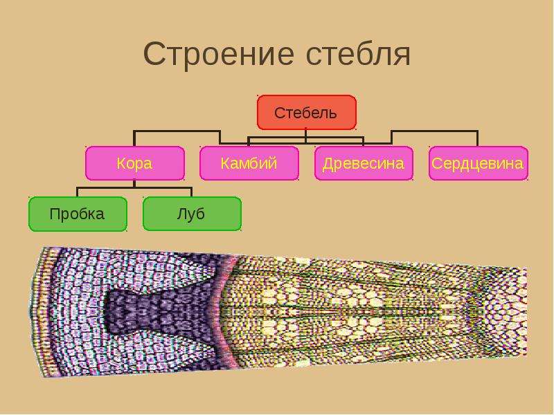 Стебель презентация 6 класс. Клеточное строение стебля. Строение стебля ЕГЭ. Строение стебля 7 класс. Членистое строение стебля.