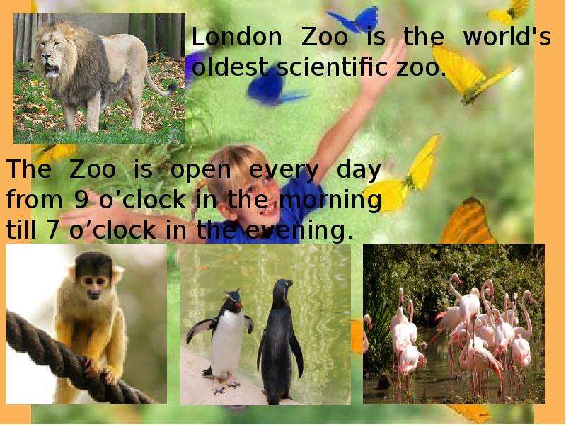 London zoo презентация