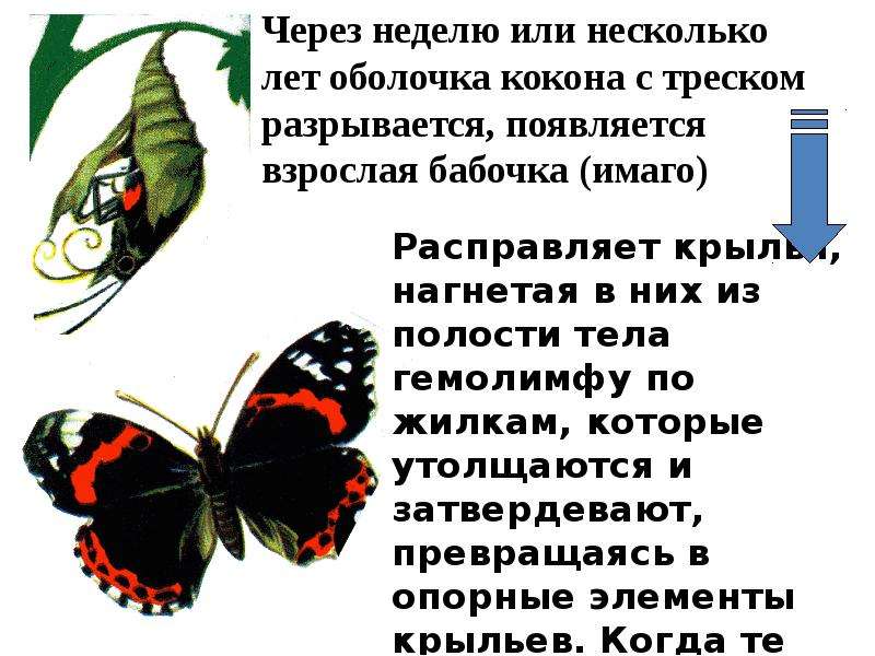 Здесь ты можешь записать план своего сообщения или важные сведения о бабочках