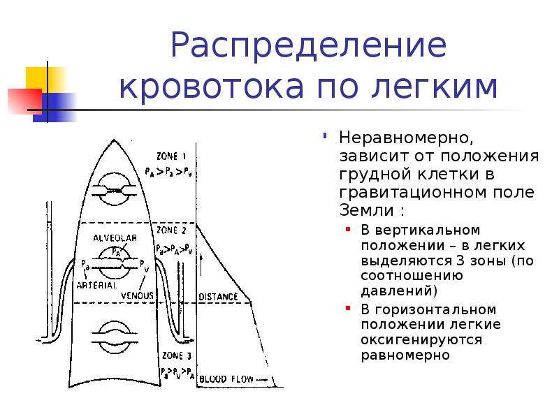 Положение легких. Три зоны кровотока в легких. Распределение кровоснабжения в легких. Обратное положение легких. Распределение и ток крови.