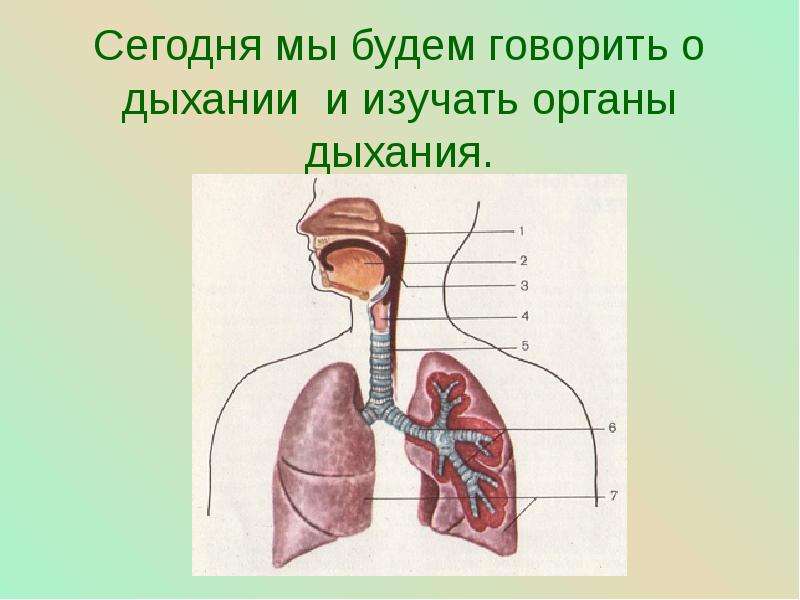 Дыхательная система человека презентация 4 класс