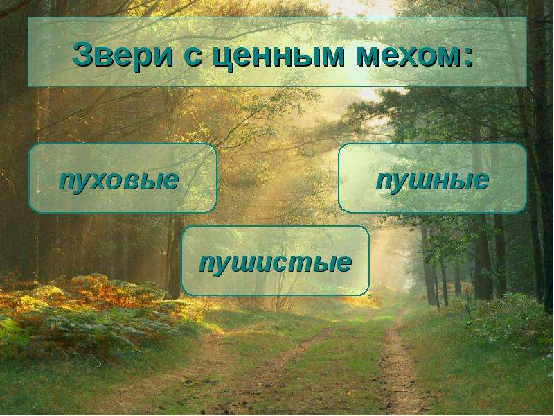 Презентация лесная зона 7 класс 8 вид. Видеоурок пушные звери Лесной зоны 7 кл 8 вид. Составить предложение с прилагательным Пушной , пуховый , пушистый.