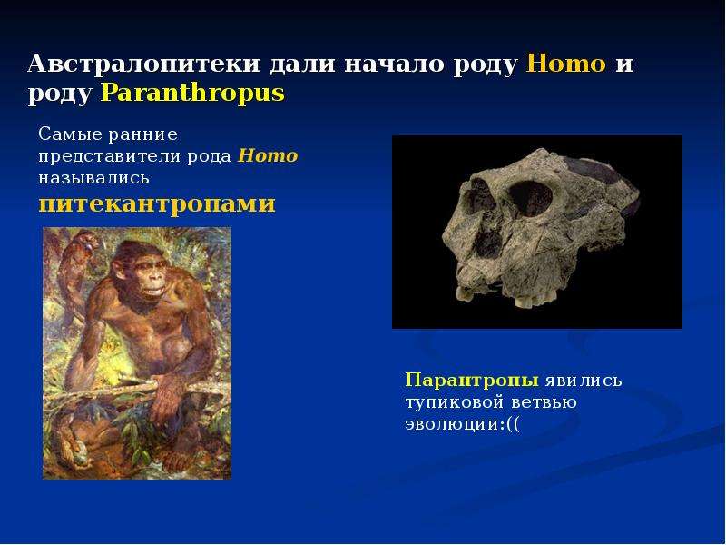 Род homo. Представители рода homo. Тупиковая ветвь развития человека. Тупиковые ветви эволюции человека. Тупиковая ветвь развития человека разумного место.