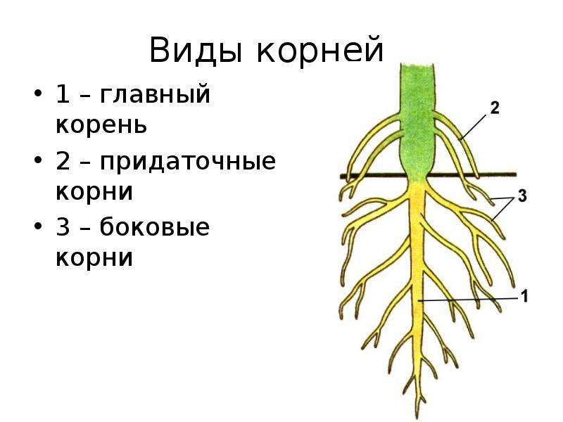 В корневой системе отсутствуют придаточные корни. Главный корень боковой корень придаточный корень. Придаточные боковые и главный корень. Главный корень боковые и придаточные корни. Строение корня боковые придаточные.