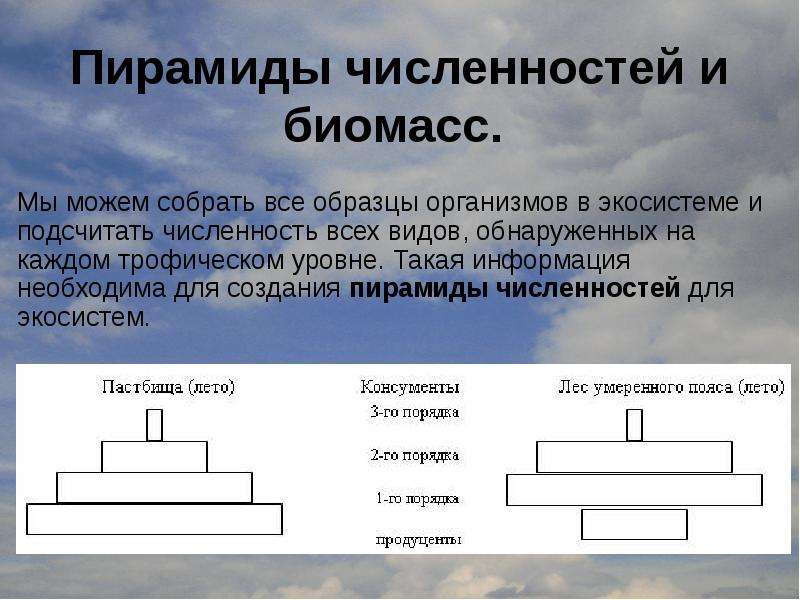 Почему пирамиды численности и биомассы