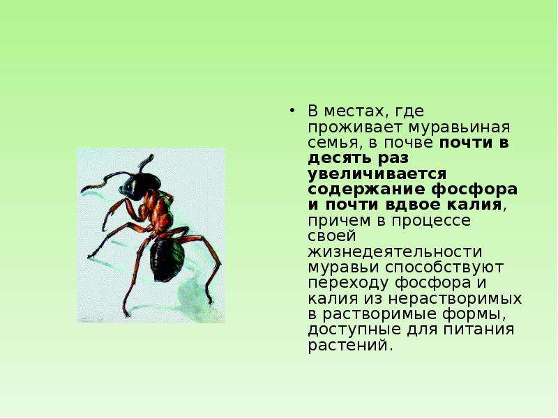 Жизнедеятельность насекомых. Жизнедеятельность муравьев. Особенности жизнедеятельности муравьев. Сообщение на тему муравьиная семья. Процессы жизнедеятельности муравьев.