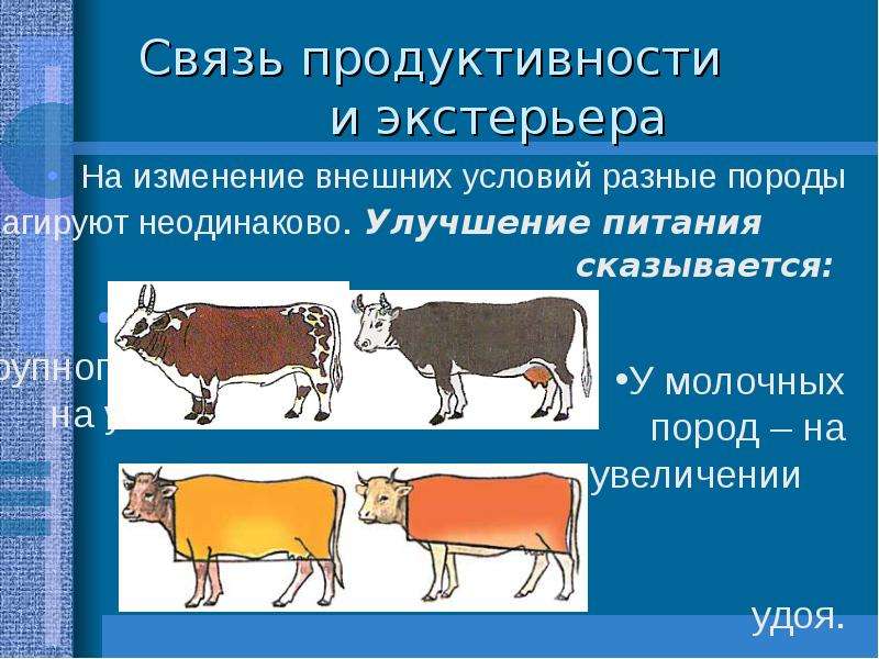 Продуктивные породы. Экстерьер и продуктивность КРС. Отбор животных по продуктивности. Селекция крупного рогатого скота. Экстерьер коров молочного направления.