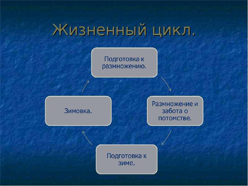 Презентация размножение и развитие млекопитающих годовой жизненный цикл