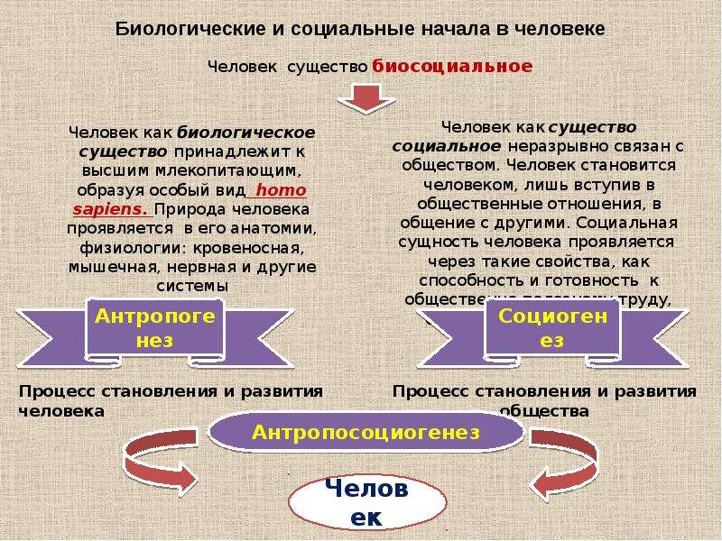 План биологическое и социальное в человеке обществознание