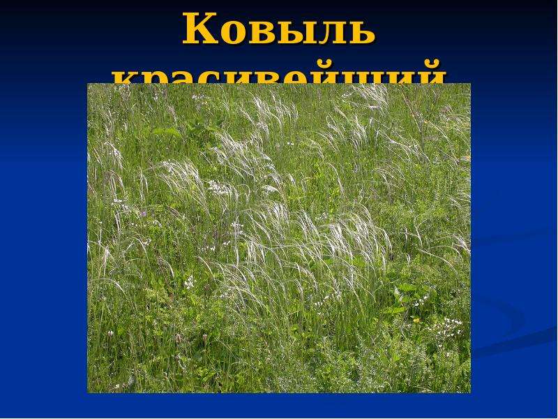 Карта ковыли. Ковыль в какой природной зоне. В какой природной зоне находится ковыль. Ковыль где обитает природная зона. Вымершие растения ковыль красивейший картинки.