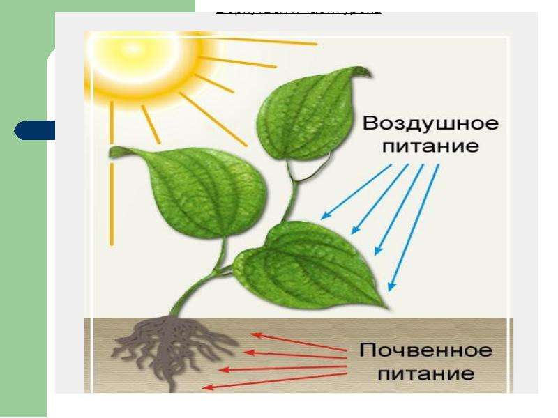 Укажи название изображенного на рисунке процесса жизнедеятельности растений