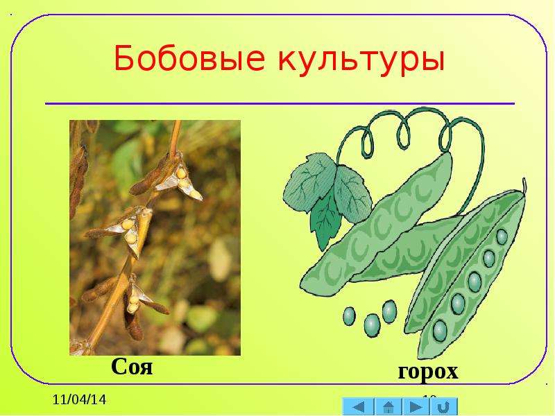 Культурные растения 7 класс биология пасечник. Соя и горох. Бобовые дикорастущие растения и культурные растения. Соя доклад по биологии. Бобовое растение 5 класс биология рисунок.